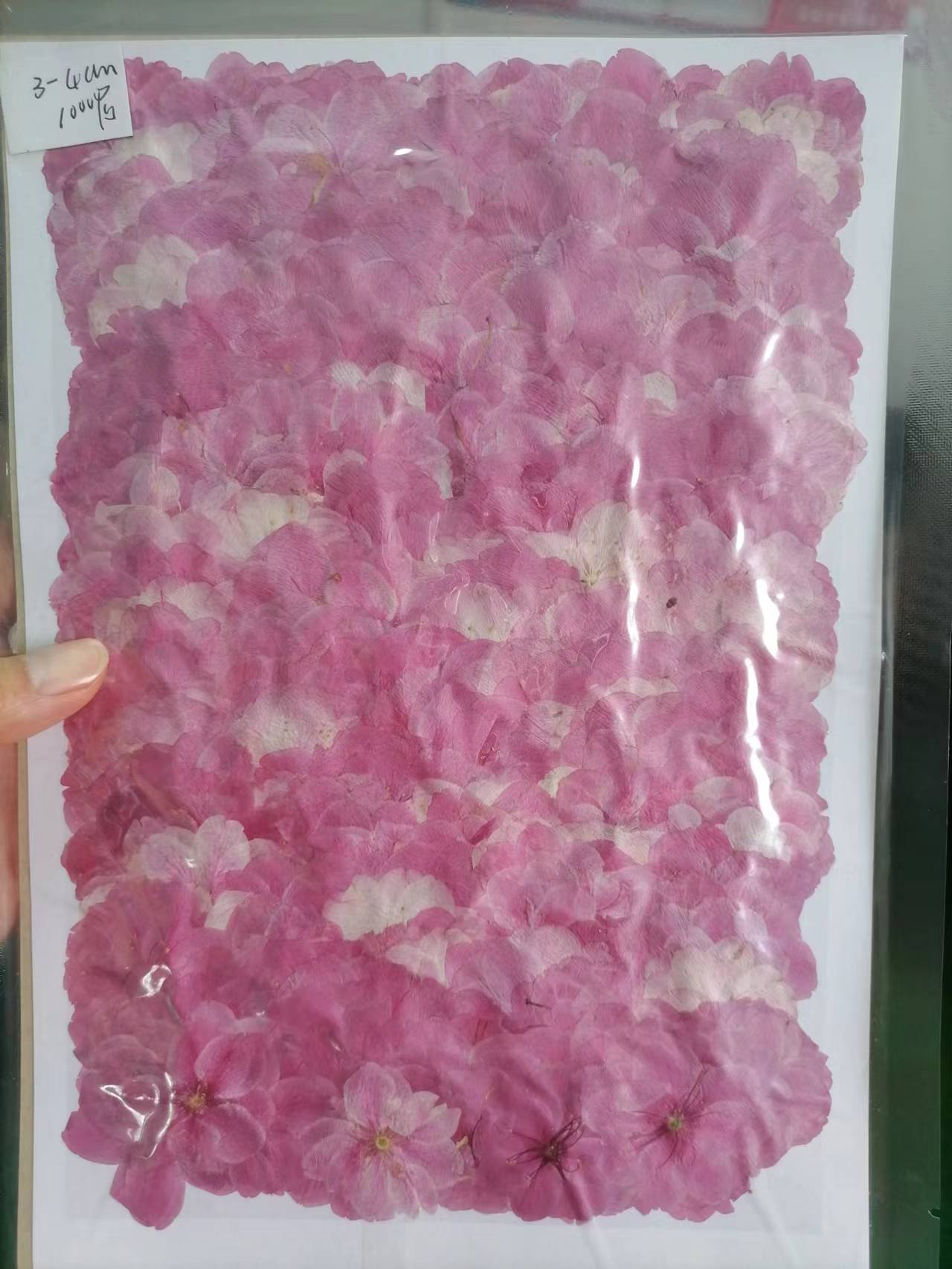 樱花3