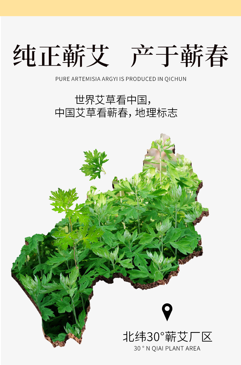 蕲艾叶_06.jpg