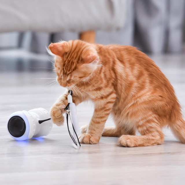 遥控猫车 猫玩具 (1)