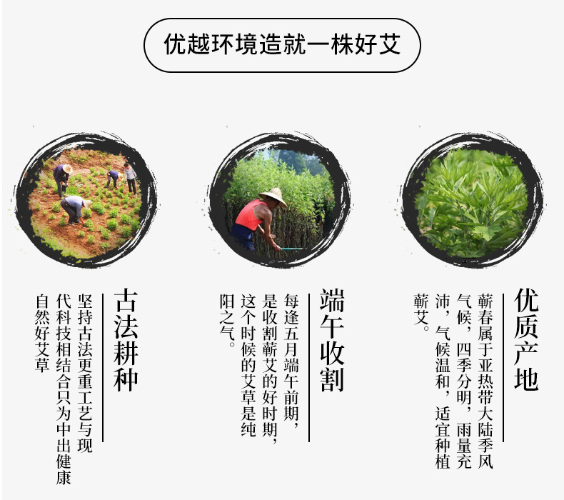 蕲艾叶_07.jpg