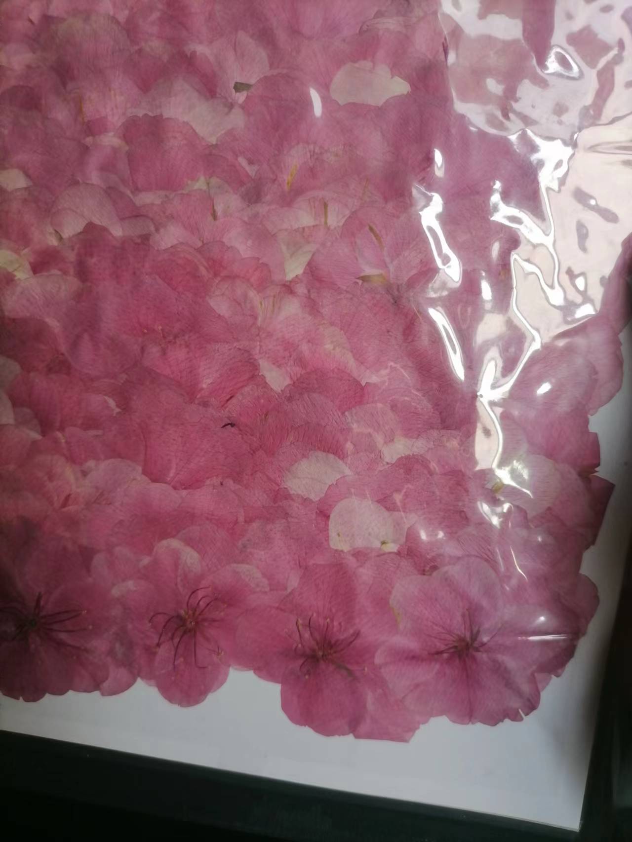 樱花1
